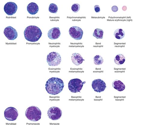 Hematopoietic Cell Morphology Feline Erythroid And Granulocyte