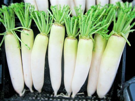 Propiedades del daikon una verdura con múltiples aplicaciones