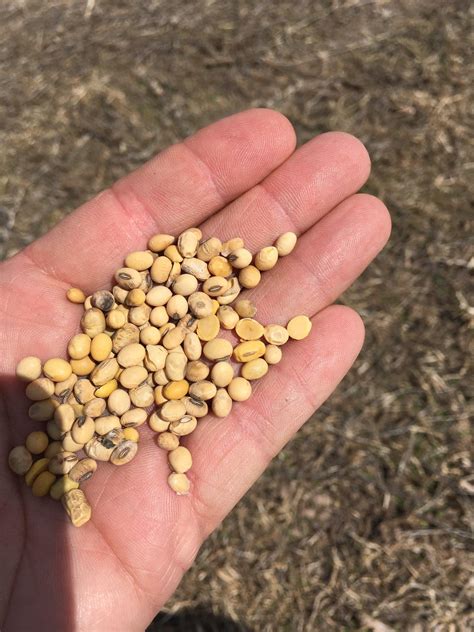 Dealing with Soybean Seed Quality Issues - UT Crops News