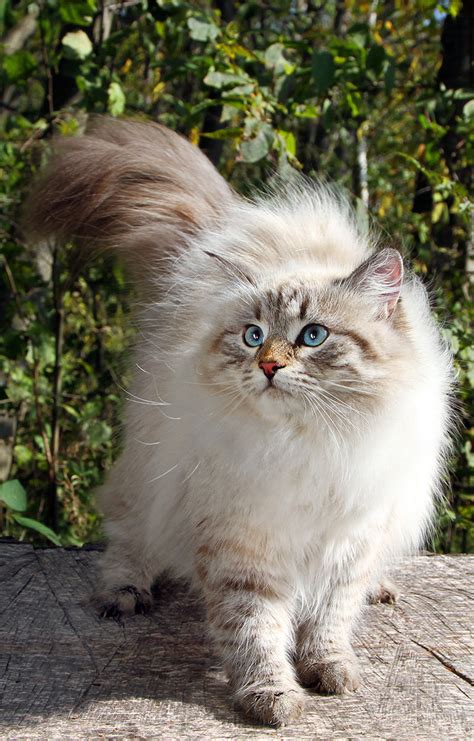 The earliest know reference is from 1000ad. Siberian Cat: A Complete Guide to the Unique Siberian ...