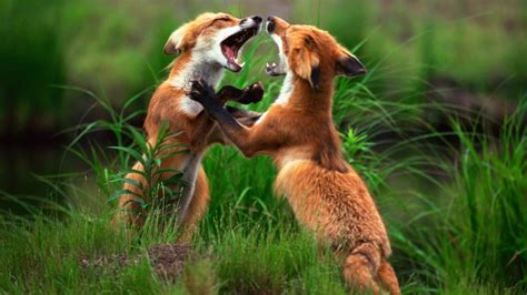 Watch Animal Fight Night National Geographic Farsi