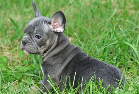 Why buy a puppy for sale if you can adopt and save a life? French Bulldog Puppies For Sale | Colorado Springs, CO #283492
