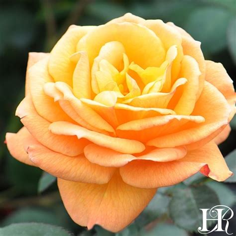 Good As Gold Hybrid Tea Roses Tea Roses Heirloom Roses