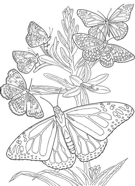 Butterfly Coloring Pages For Adults Free Printable