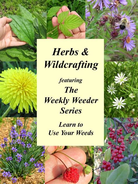 Herbs And Wildcrafting In 2020 Herbs Herbalism Medicinal Herbs