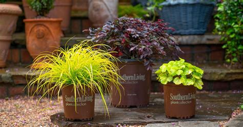 Video Plant This Container Garden Trio Southern Living Plants