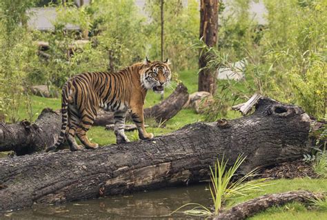 You Can Now Sleep Among Tigers As Lodge At West Midland Safari Park