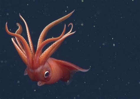 Meet The Only Squid That Willfully Lops Off Its Arms Smithsonian Ocean