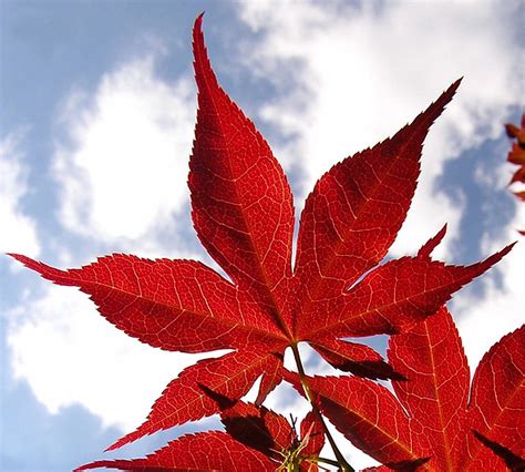 Japanese Maple Leaf Flickr Photo Sharing