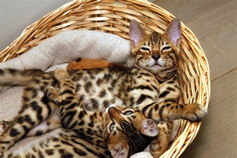 Are Bengal Cats Good Pets 10 Things To Know Before Getting One