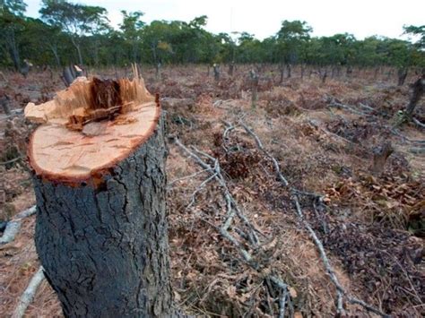 Destinarán Us 82 Millones Para Combatir La Deforestación Radio Perfil