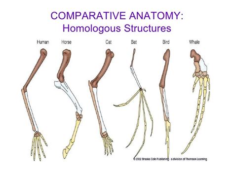 Comparative Anatomy