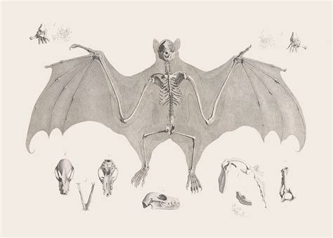 Vampire Bat Skeleton