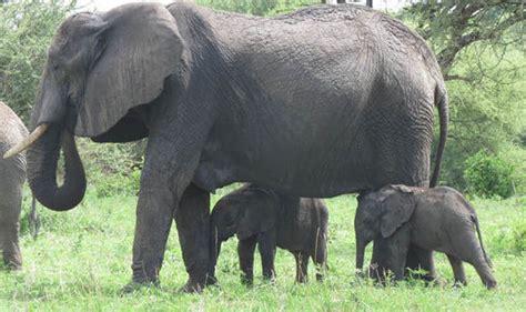Elephant Gives Birth To Twins In Double Delight For Conservationists