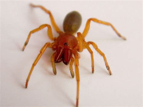 6 Pictures Of Red And Brown Spider In Spider Biological Science