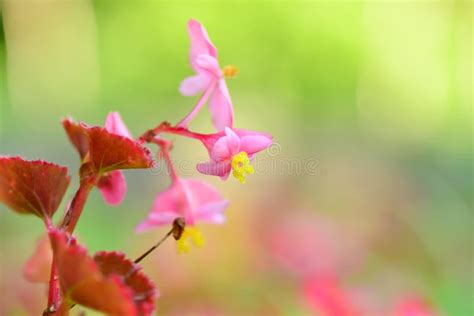 Spring Flowers Stock Image Image Of Botanical Spring 97878827