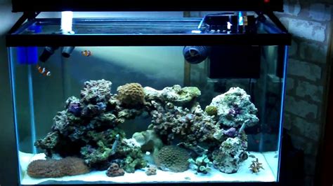 30 Gallon Reef Tank Update 3 Youtube