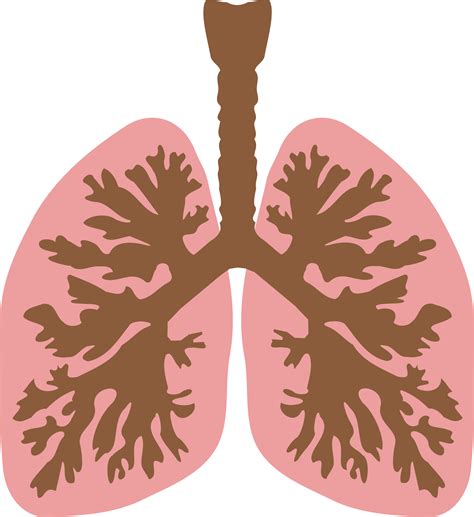 Lungs Png Transparent Images Png All