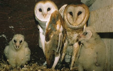 As Ghost Owls Approach Literal Ghosthood So Do We Sierra Club