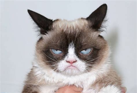 Grumpy Cat The Grouchy Faced Furball That Launched A Thousand Memes Is Dead