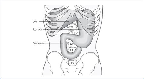 The Duodenum Musculoskeletal Key