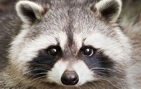 10 Tips To Avoid Raccoon Eyes In The Details In 2021 Raccoon Makeup