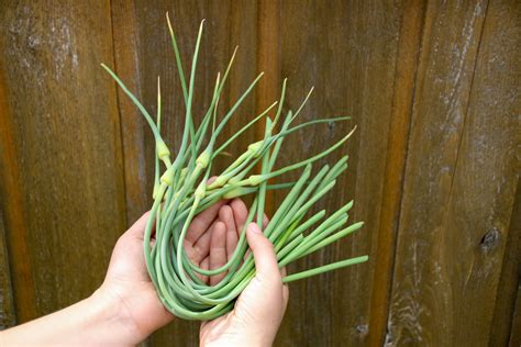 What Are Garlic Scapes