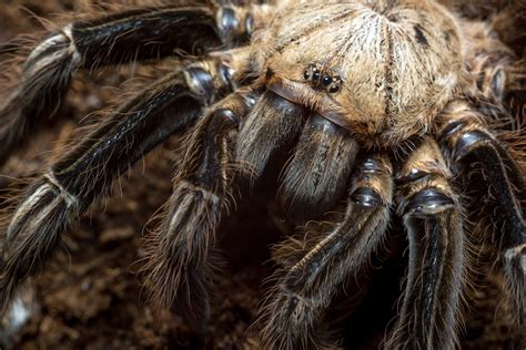 Tarantula Facts For Kids Biggest Spider In The World