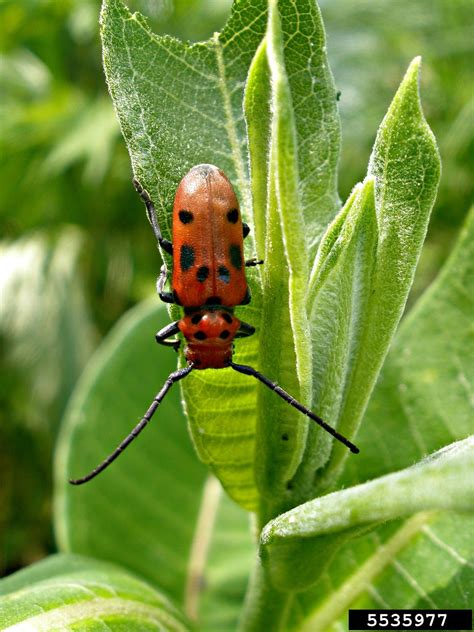 Red Milkweed Beetle Tetraopes Tetrophthalmus
