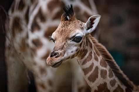 Special 6ft Arrival Rare Giraffe Is Born At Chester Zoo And His Birth