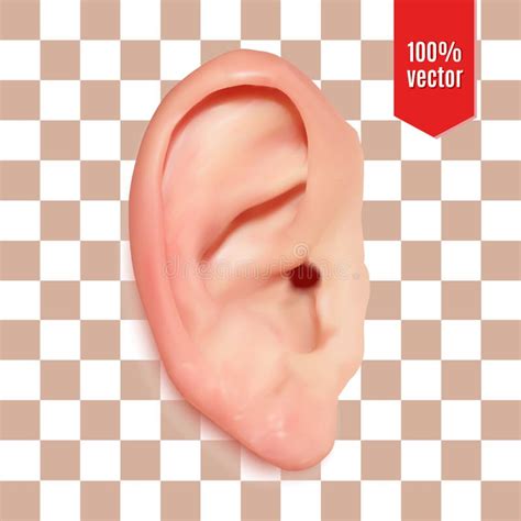 Realistic Vector Ear Stock Vector Illustration Of Loss 82275608