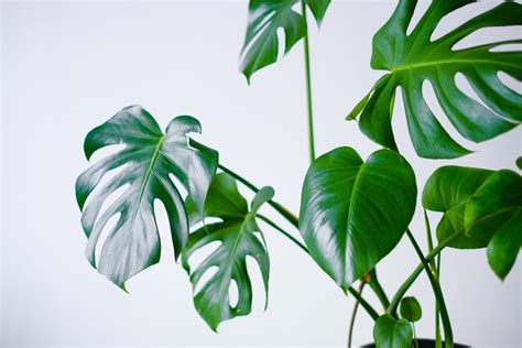 Scopri il mondo delle piante da appartamento piante da appartamento. Piante d'appartamento facili da coltivare: il filodendro o ...