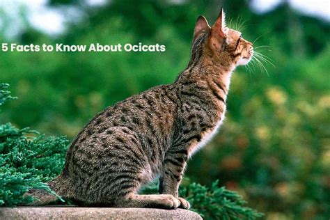Ocicat Vs Bengal Cat Whats The Difference Catz Info