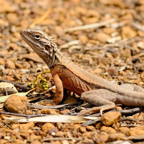 West Australian Outback Coates Wildlife Tours