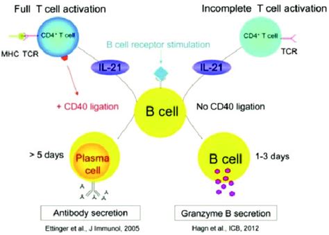 Cd40 Ligand Regulates Il 21 Induced Differentiation Of B Cells Into