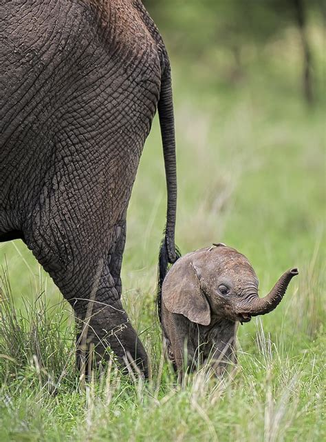 A Tiny Little Elephant Animais Silvestres Amigos Dos Animais