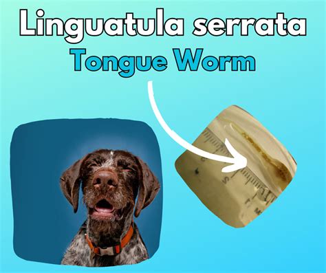 Linguatula Serrata Tongue Worm
