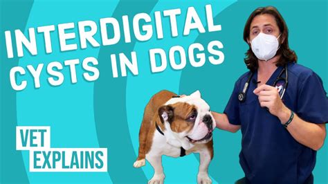 Interdigital Cysts In Dogs Youtube