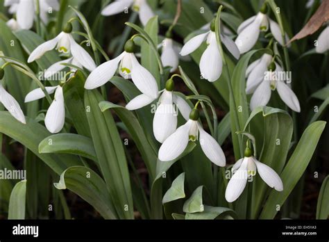 Late Winter Flowers Of The Collectible Snowdrop Galanthus Elwesii