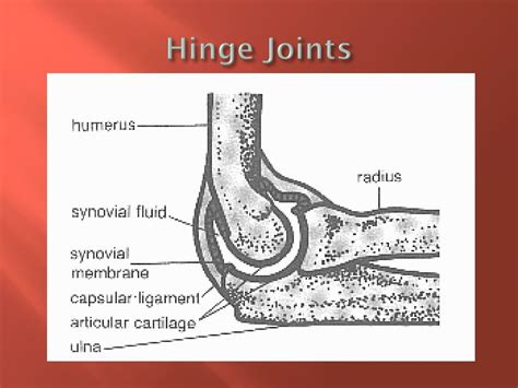Example Of Hinge Joint