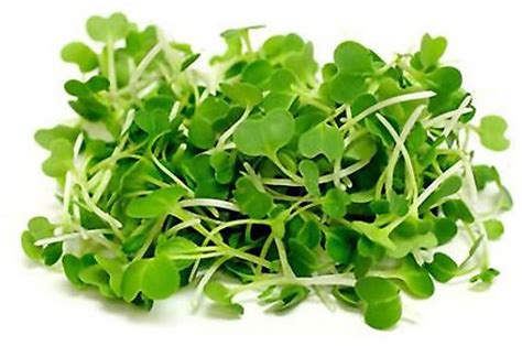 Sprinkle some garden cress seeds on some soil and water them with a spray bottle. Garden Cress Meaning In Telugu - Garden Ftempo