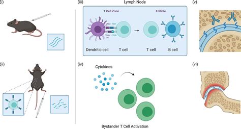Preclinical Models Of Arthritis For Studying Immunotherapy And Immune