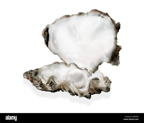 Oyster Oyster Shell Open Oyster Shell With Pearl Inside Cut Out
