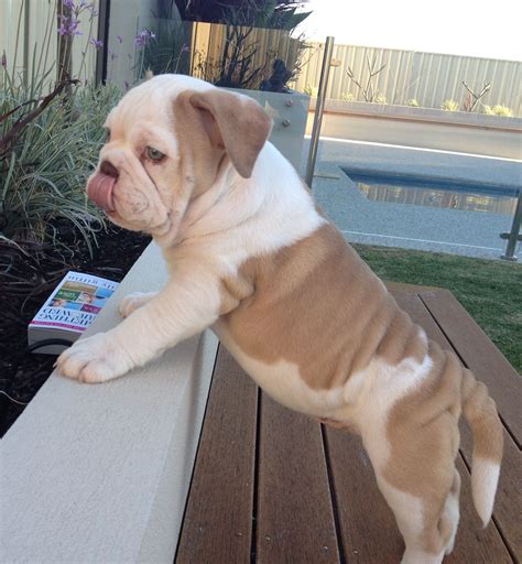 Top English Bulldog With Long Tail In The World Learn More Here Bulldogs