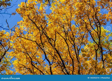 Yellow Autumn Foliage Of Trees Against The Blue Sky Stock Photo Image