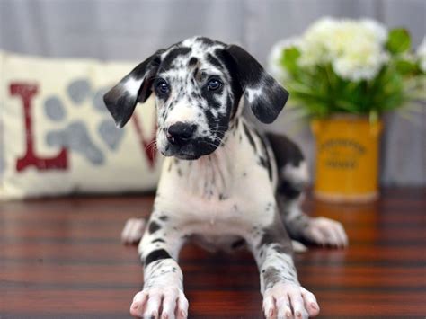 ♥ 'litter t' by roper & pink arrived 3/21/21! Great Dane-DOG-Male-Merlequin-1899468-Petland Lewis Center