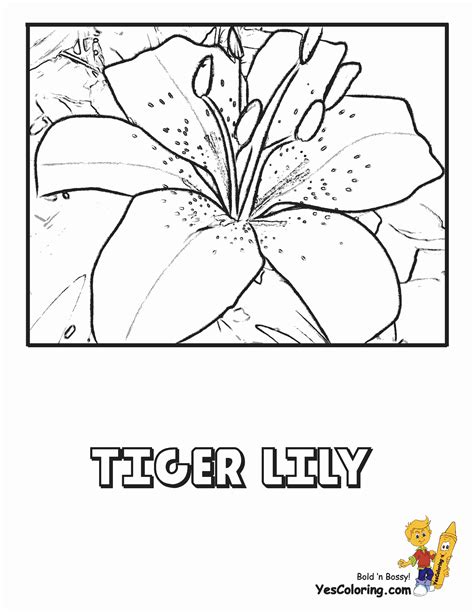 luxurious coloring flower picture lily  easter flower