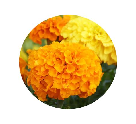 Mexican Marigold Flower Seed Pot Marigold Chrysanthemum Marigold Png