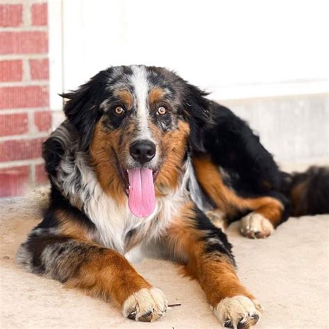 Australian Shepherd Bernese Mountain Dog Traits And Care Requirements