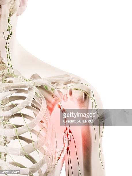 Swollen Lymph Nodes Armpit High Res Illustrations Getty Images